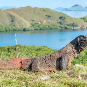 11N12D BALI - KOMODO - GILI - BALI PACKAGES TOURS