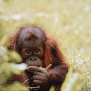 2N3D Orangutan Deluxe Borneo Eco Tour Houseboating